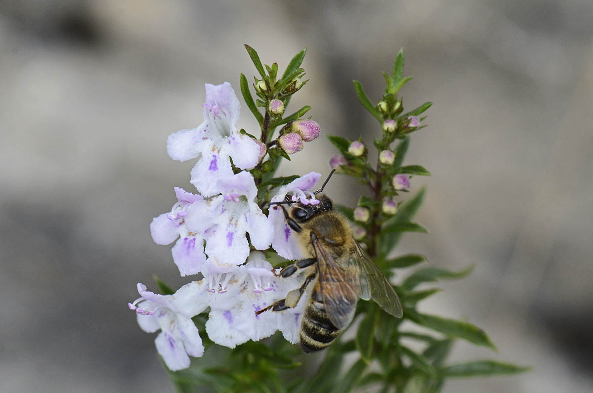 Satureja montana / Santoreggia montana